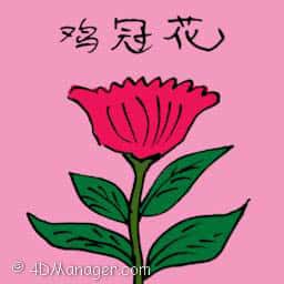 鸡冠花 cockscomb