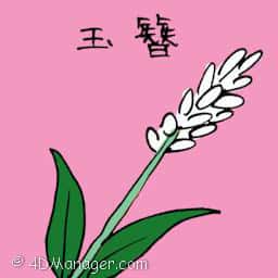 玉簪 hyacinth