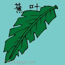 蕉叶 banana leaf