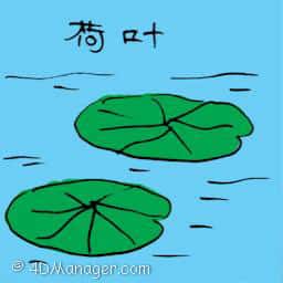 荷叶 water lily