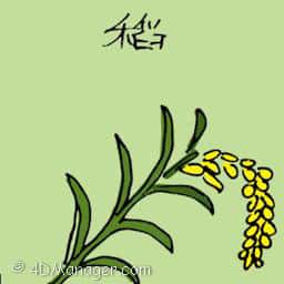 稻 paddy