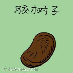 胶树子 rubber tree seeds