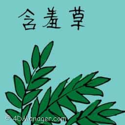 含羞草 mimosa
