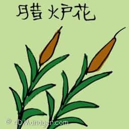 蜡烛花 candle flower