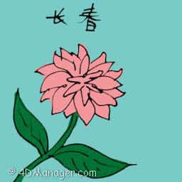 长春 periwinkle