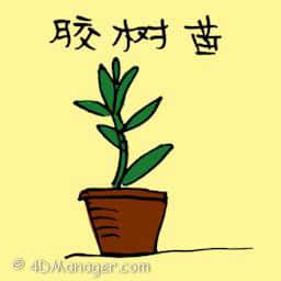 橡胶树苗 young rubber tree