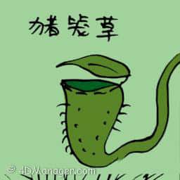 猪笼草 nepenthes plant