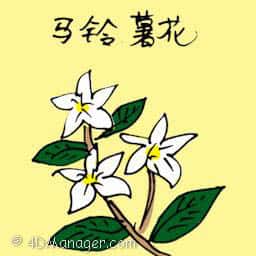 马铃薯花 white potato flower