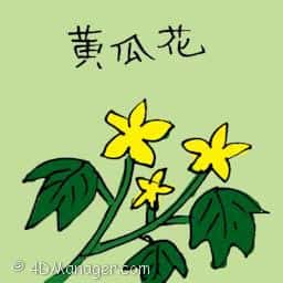 黄瓜花 cucumber flower