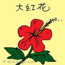 大红花 hibiscus