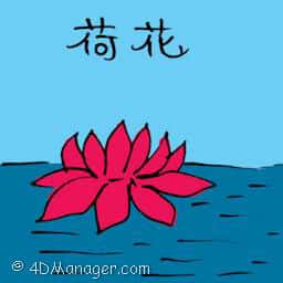 荷花 red water lilly