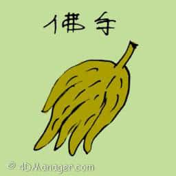 佛手 buddha's hand