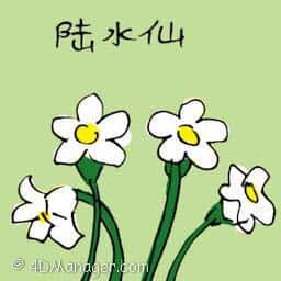 陆水仙 white narcissus