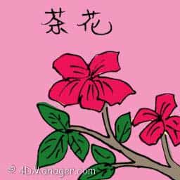 茶花 camellia