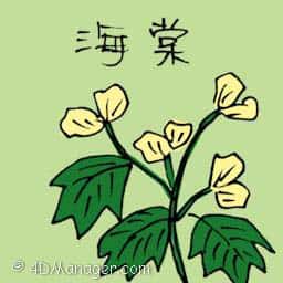 海棠 begonia