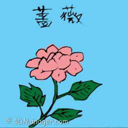 蔷薇 pink rose
