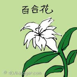 百合花 white lily