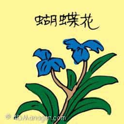 蝴蝶花 iris