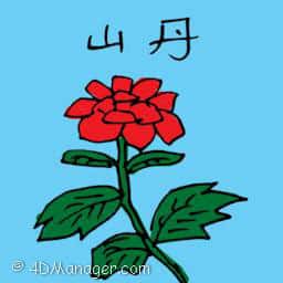 山丹 wild lily