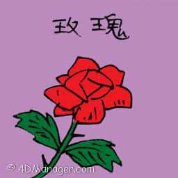 玫瑰 red rose