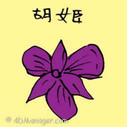 胡姬 orchid
