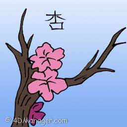 杏 apricot