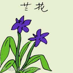 兰花 purple orchid
