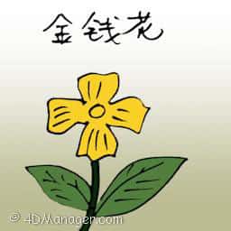 金钱花 daisy