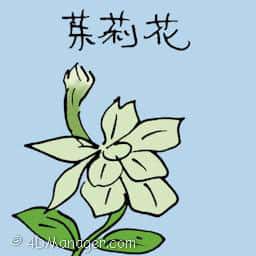 茉莉花 jasmine