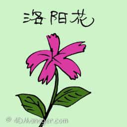 洛阳花 chinese pink