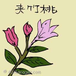 夹竹桃 nerium