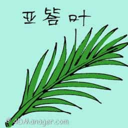 亚答叶 atap leaf