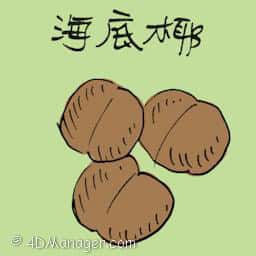 海底椰 sea coconut