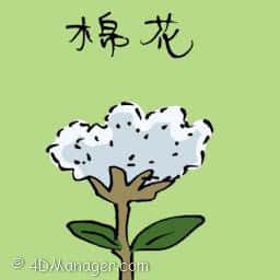 棉花 cotton
