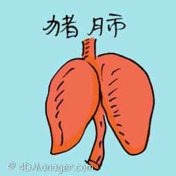 猪肺 pork lungs