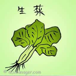 生菜 lettuce