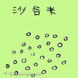 沙谷米 sago