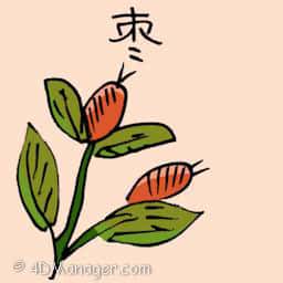 枣 dates