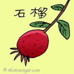 石榴 pomegranate
