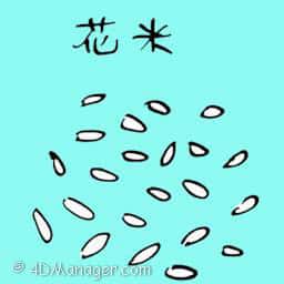 花米 flower seeds