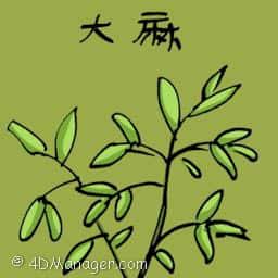 大麻 marijuana