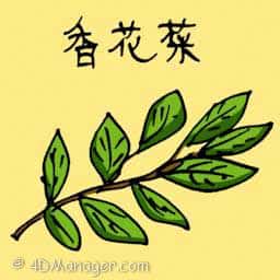 香花菜 baby breath