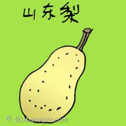 山东梨 china pear