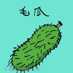 毛瓜 hairy gourd
