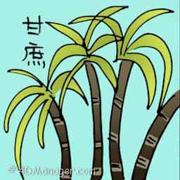 甘蔗 sugar cane