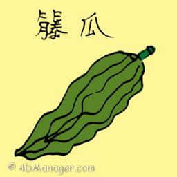 藤瓜 melon vine