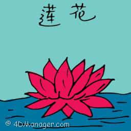 莲花 lotus flower