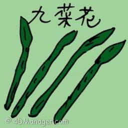 九菜花 chives flower