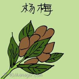 杨梅 red bayberry