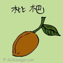 枇杷 loquat